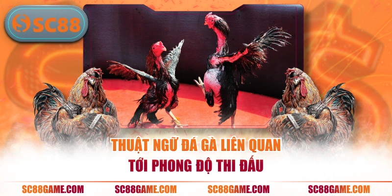 Thuật ngữ đá gà liên quan tới phong độ thi đấu
